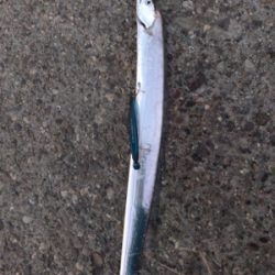 タチウオ後アオリ