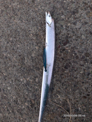 タチウオ後アオリ