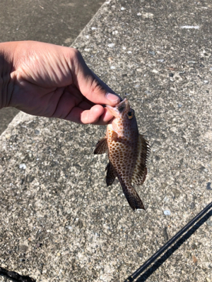 なんも釣れん。