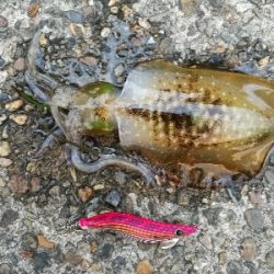 アオリイカ調査