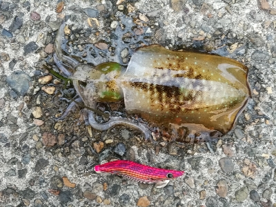 アオリイカ調査