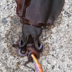 今シーズン初淡路調査