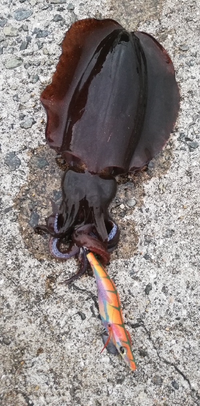 今シーズン初淡路調査