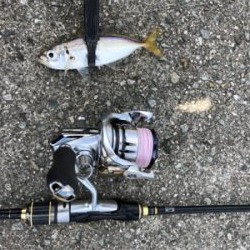 昼間のアジング