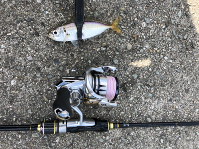 昼間のアジング