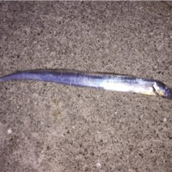 太刀魚 ワインド