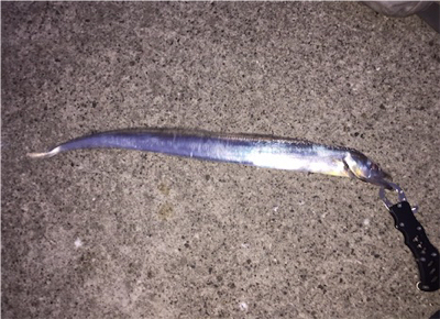 太刀魚 ワインド