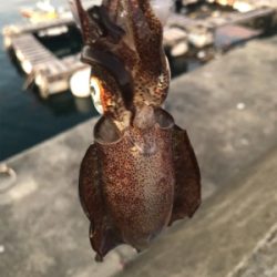 夕まづめ場所がよかった！？