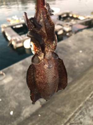 夕まづめ場所がよかった！？