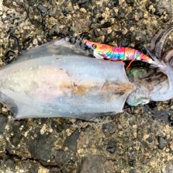 久しぶりの東方面エギング