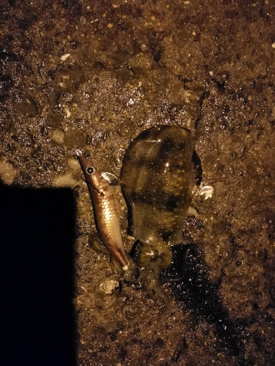 Let's　秋イカ　エギング～