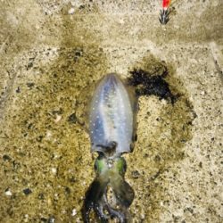 アオリイカとエギが釣れた！