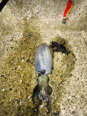 アオリイカとエギが釣れた！