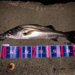 某有名橋脚ポイントでなんと！