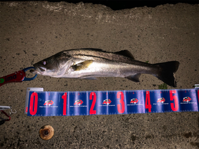 某有名橋脚ポイントでなんと！