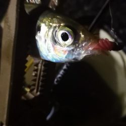 アジング練習 37