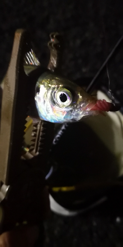 アジング練習 37