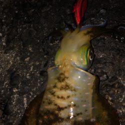 台風前にエギング