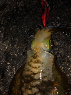台風前にエギング