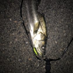 マイワシパターン到来!