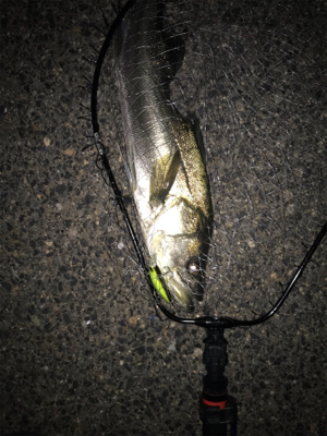 マイワシパターン到来!