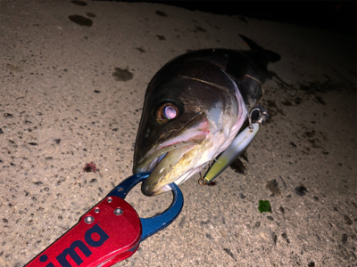 昨日に続き入れ食いモード！