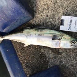 サゴシに太刀魚