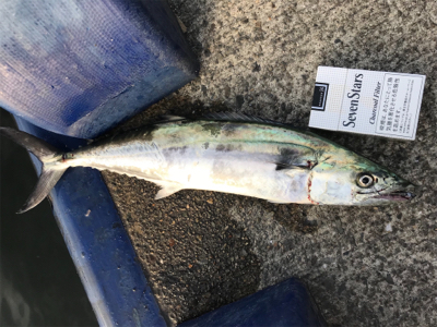 サゴシに太刀魚