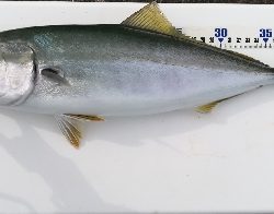 ライトショアジギング