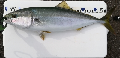 ライトショアジギング