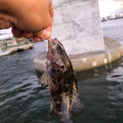 仕事帰りにアジング