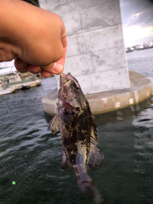 仕事帰りにアジング