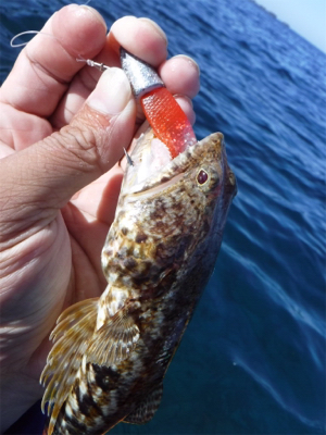 カヤックフィッシング