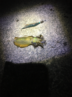 アオリちゃんはいるのに