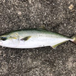 台風前になんとか。。