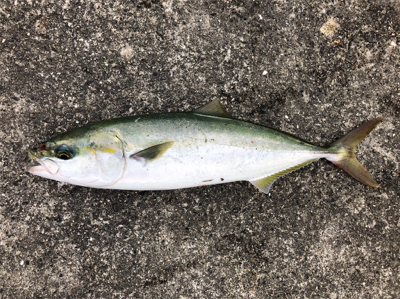 台風前になんとか。。