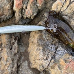 サラシからハマチ連発