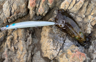 サラシからハマチ連発