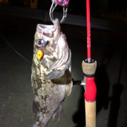 ブラクリ落とし込みにて根魚釣り