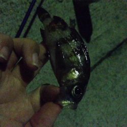 今シーズン一番の爆釣！！