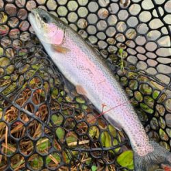 名前の通りビッグファイトです！