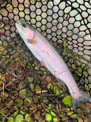 名前の通りビッグファイトです！