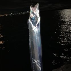 舞洲でタチウオ!