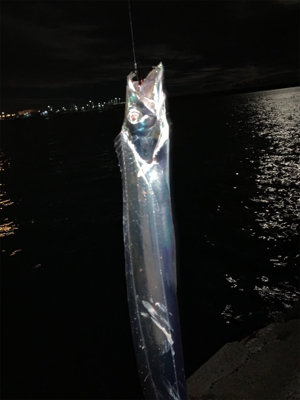 舞洲でタチウオ!