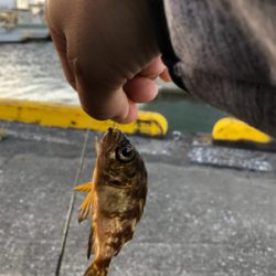 のんびりウキ釣り