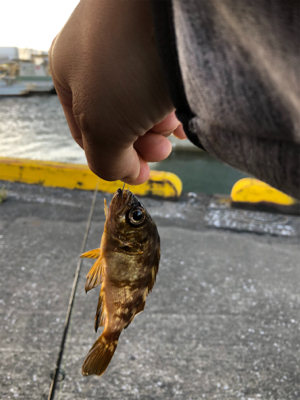 のんびりウキ釣り