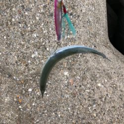 青物のはずが、サヨリ掛けに、、、