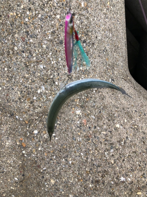 青物のはずが、サヨリ掛けに、、、