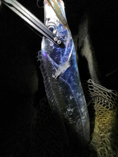 ドラゴンゲット