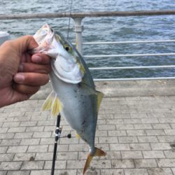 ライトショアジギング＆オクトパッシング